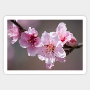 Cherry Blossom III Sticker